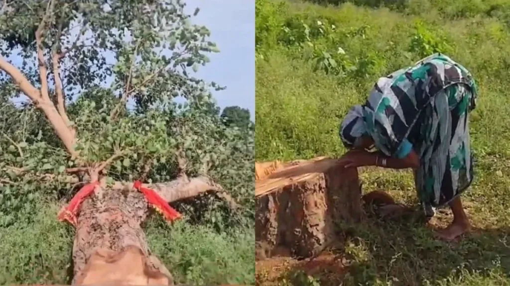 woman cried after tree cut 1760272516658